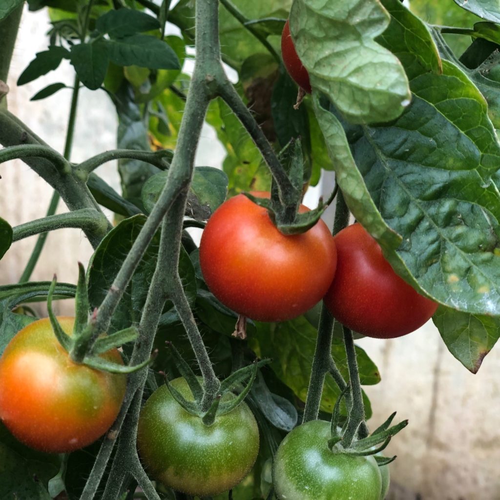 Bio- Tomate